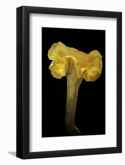 Cantharellus Cibarius (Chanterelle, Egg Mushroom)-Paul Starosta-Framed Photographic Print