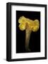 Cantharellus Cibarius (Chanterelle, Egg Mushroom)-Paul Starosta-Framed Photographic Print