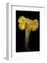 Cantharellus Cibarius (Chanterelle, Egg Mushroom)-Paul Starosta-Framed Photographic Print