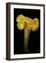 Cantharellus Cibarius (Chanterelle, Egg Mushroom)-Paul Starosta-Framed Photographic Print