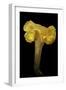 Cantharellus Cibarius (Chanterelle, Egg Mushroom)-Paul Starosta-Framed Photographic Print