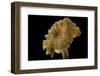 Cantharellus Cibarius (Chanterelle, Egg Mushroom)-Paul Starosta-Framed Photographic Print