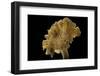 Cantharellus Cibarius (Chanterelle, Egg Mushroom)-Paul Starosta-Framed Photographic Print