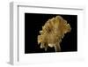 Cantharellus Cibarius (Chanterelle, Egg Mushroom)-Paul Starosta-Framed Photographic Print