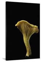 Cantharellus Cibarius (Chanterelle, Egg Mushroom)-Paul Starosta-Stretched Canvas