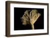 Cantharellus Lutescens (Yellow Foot)-Paul Starosta-Framed Photographic Print