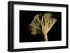 Cantharellus Lutescens (Yellow Foot)-Paul Starosta-Framed Photographic Print