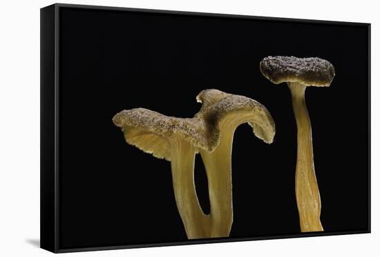 Cantharellus Tubaeformis (Winter Chanterelle)-Paul Starosta-Framed Stretched Canvas