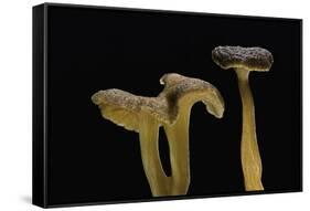 Cantharellus Tubaeformis (Winter Chanterelle)-Paul Starosta-Framed Stretched Canvas