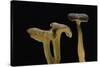 Cantharellus Tubaeformis (Winter Chanterelle)-Paul Starosta-Stretched Canvas