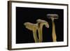 Cantharellus Tubaeformis (Winter Chanterelle)-Paul Starosta-Framed Photographic Print