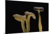 Cantharellus Tubaeformis (Winter Chanterelle)-Paul Starosta-Mounted Photographic Print