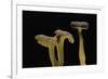 Cantharellus Tubaeformis (Winter Chanterelle)-Paul Starosta-Framed Photographic Print