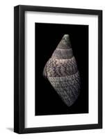 Cantharidus Opalus Cannoni-Paul Starosta-Framed Photographic Print