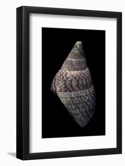 Cantharidus Opalus Cannoni-Paul Starosta-Framed Photographic Print