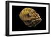 Cantharus Melanostomus-Paul Starosta-Framed Photographic Print