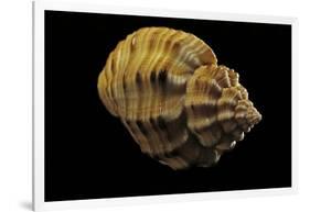 Cantharus Melanostomus-Paul Starosta-Framed Photographic Print