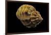 Cantharus Melanostomus-Paul Starosta-Framed Photographic Print