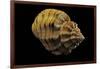 Cantharus Melanostomus-Paul Starosta-Framed Photographic Print