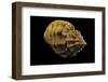 Cantharus Melanostomus-Paul Starosta-Framed Photographic Print