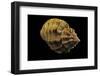 Cantharus Melanostomus-Paul Starosta-Framed Photographic Print