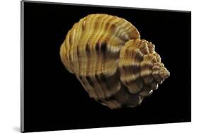 Cantharus Melanostomus-Paul Starosta-Mounted Photographic Print