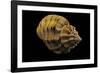 Cantharus Melanostomus-Paul Starosta-Framed Photographic Print