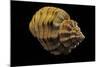 Cantharus Melanostomus-Paul Starosta-Mounted Photographic Print