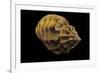 Cantharus Melanostomus-Paul Starosta-Framed Photographic Print