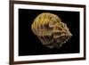 Cantharus Melanostomus-Paul Starosta-Framed Photographic Print