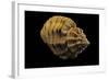 Cantharus Melanostomus-Paul Starosta-Framed Photographic Print