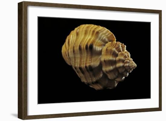 Cantharus Melanostomus-Paul Starosta-Framed Photographic Print