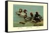 Canvas-Back, Common Pochard and Red-Head Ducks-Allan Brooks-Framed Stretched Canvas