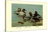 Canvas-Back, Common Pochard and Red-Head Ducks-Allan Brooks-Stretched Canvas