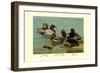 Canvas-Back, Common Pochard and Red-Head Ducks-Allan Brooks-Framed Art Print