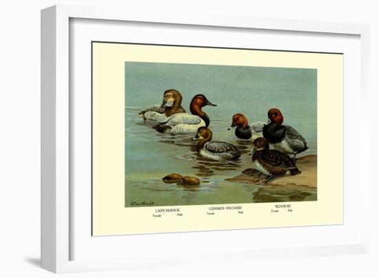 Canvas-Back, Common Pochard and Red-Head Ducks-Allan Brooks-Framed Art Print