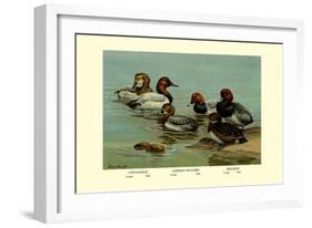 Canvas-Back, Common Pochard and Red-Head Ducks-Allan Brooks-Framed Art Print