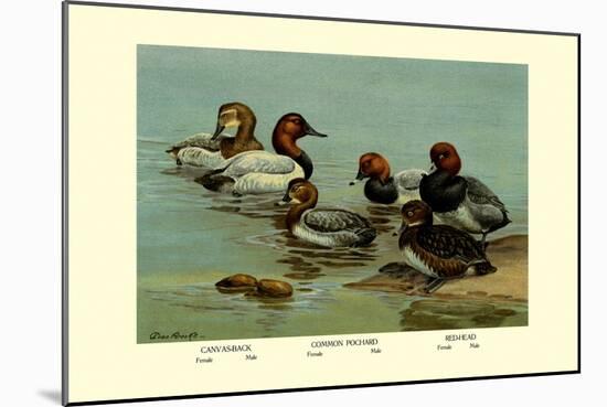 Canvas-Back, Common Pochard and Red-Head Ducks-Allan Brooks-Mounted Art Print