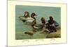 Canvas-Back, Common Pochard and Red-Head Ducks-Allan Brooks-Mounted Premium Giclee Print