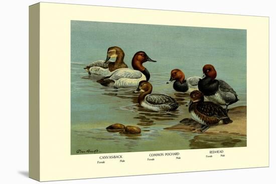 Canvas-Back, Common Pochard and Red-Head Ducks-Allan Brooks-Stretched Canvas