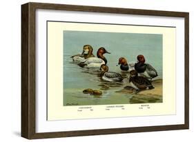 Canvas-Back, Common Pochard and Red-Head Ducks-Allan Brooks-Framed Art Print