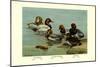 Canvas-Back, Common Pochard and Red-Head Ducks-Allan Brooks-Mounted Art Print