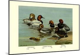 Canvas-Back, Common Pochard and Red-Head Ducks-Allan Brooks-Mounted Art Print