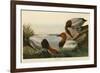 Canvas Backed Duck-John James Audubon-Framed Giclee Print