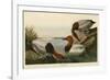 Canvas Backed Duck-John James Audubon-Framed Giclee Print