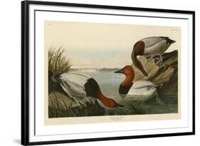 Canvas Backed Duck-John James Audubon-Framed Giclee Print