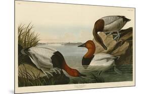 Canvas Backed Duck-John James Audubon-Mounted Giclee Print