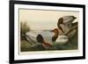 Canvas Backed Duck-John James Audubon-Framed Giclee Print