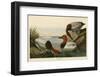Canvas Backed Duck-John James Audubon-Framed Art Print