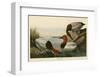 Canvas Backed Duck-John James Audubon-Framed Art Print